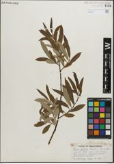 Foto von Salix pellita (Andersson) Bebb
